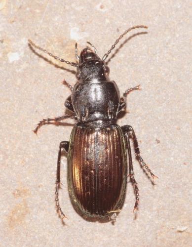 Pterostichus xatartii